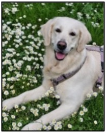 Nala_Schulsozialarbeit_Hund.jpg